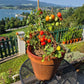 Anmore Treasures DER TOMATENFLÜSTERER