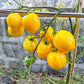Anna Herman DER TOMATENFLÜSTERER