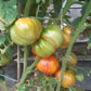 Anna Meyer DER TOMATENFLÜSTERER