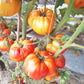 Anna Meyer DER TOMATENFLÜSTERER
