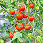 Anna´s Multiflora DER TOMATENFLÜSTERER