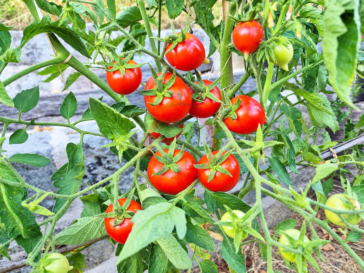 Anna´s Multiflora DER TOMATENFLÜSTERER