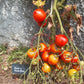 Anna´s Multiflora DER TOMATENFLÜSTERER