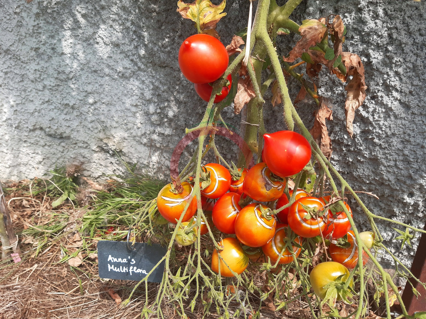 Anna´s Multiflora DER TOMATENFLÜSTERER