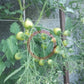 Anna´s Multiflora DER TOMATENFLÜSTERER