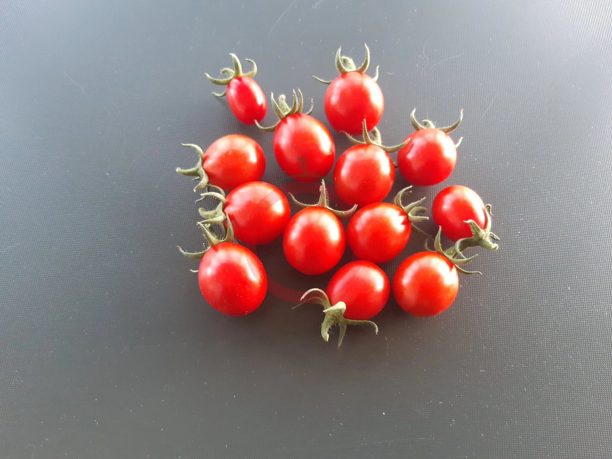 Anni´s Singapore DER TOMATENFLÜSTERER