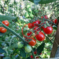 Anni´s Singapore DER TOMATENFLÜSTERER