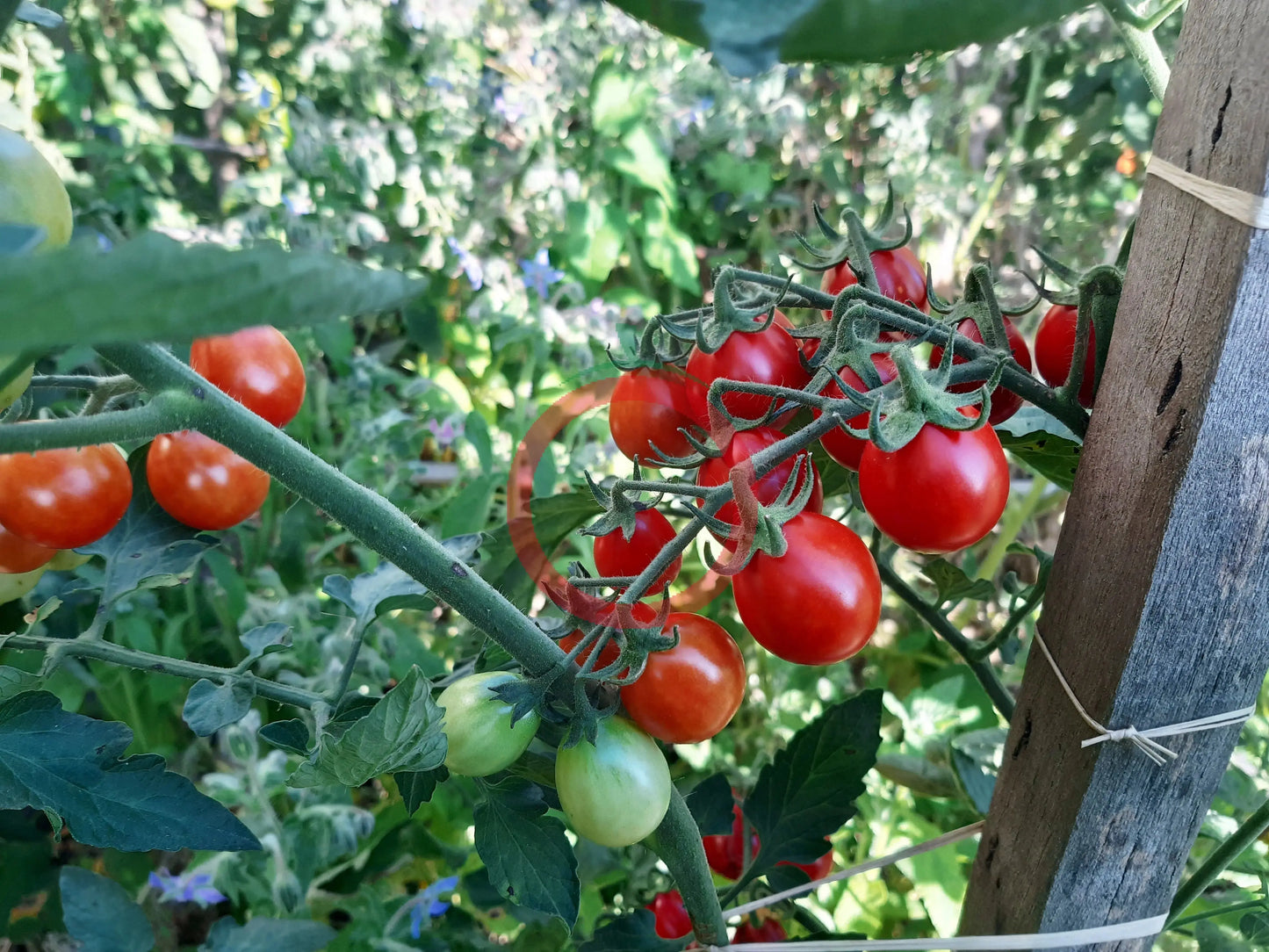 Anni´s Singapore DER TOMATENFLÜSTERER