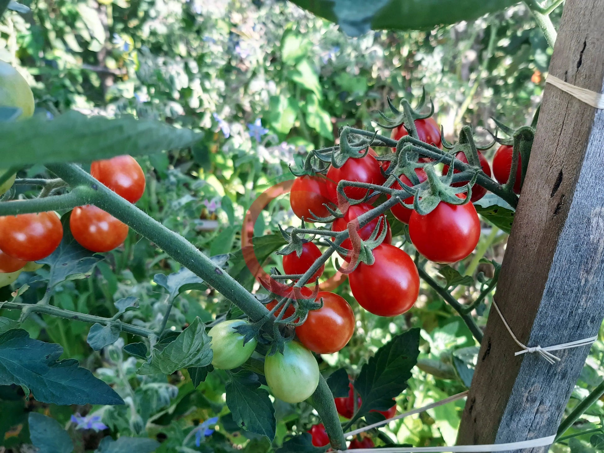 Anni´s Singapore DER TOMATENFLÜSTERER