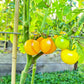 Ansof´s Gule DER TOMATENFLÜSTERER