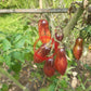 Antho Pink Panther (Kopie) DER TOMATENFLÜSTERER
