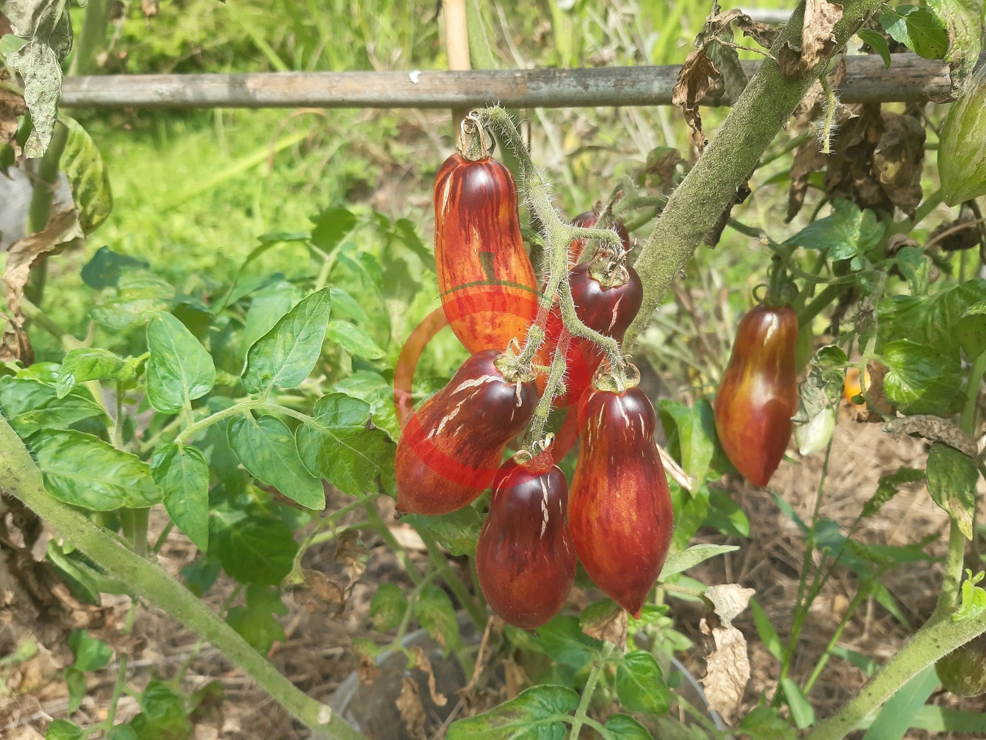 Antho Pink Panther (Kopie) DER TOMATENFLÜSTERER
