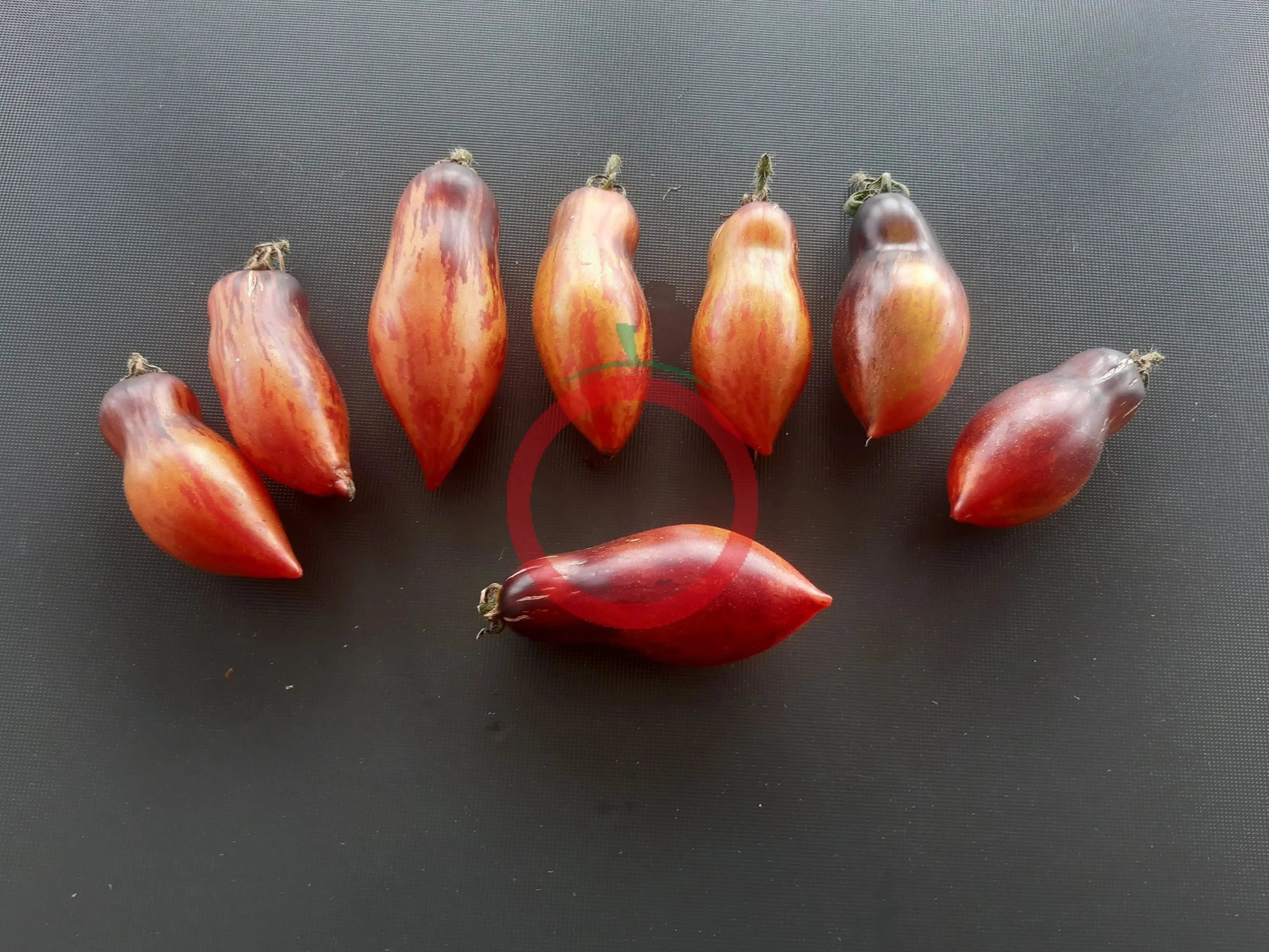 Antho Pink Panther (Kopie) DER TOMATENFLÜSTERER