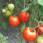 Apfel aus Novi Sad DER TOMATENFLÜSTERER