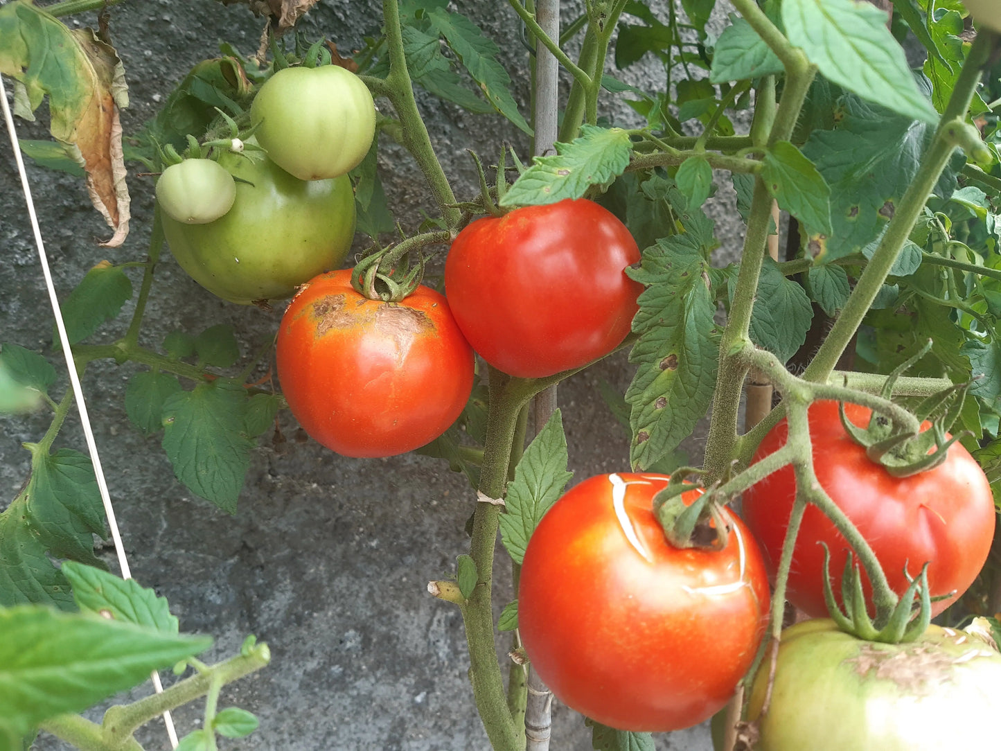 Apfel aus Novi Sad DER TOMATENFLÜSTERER