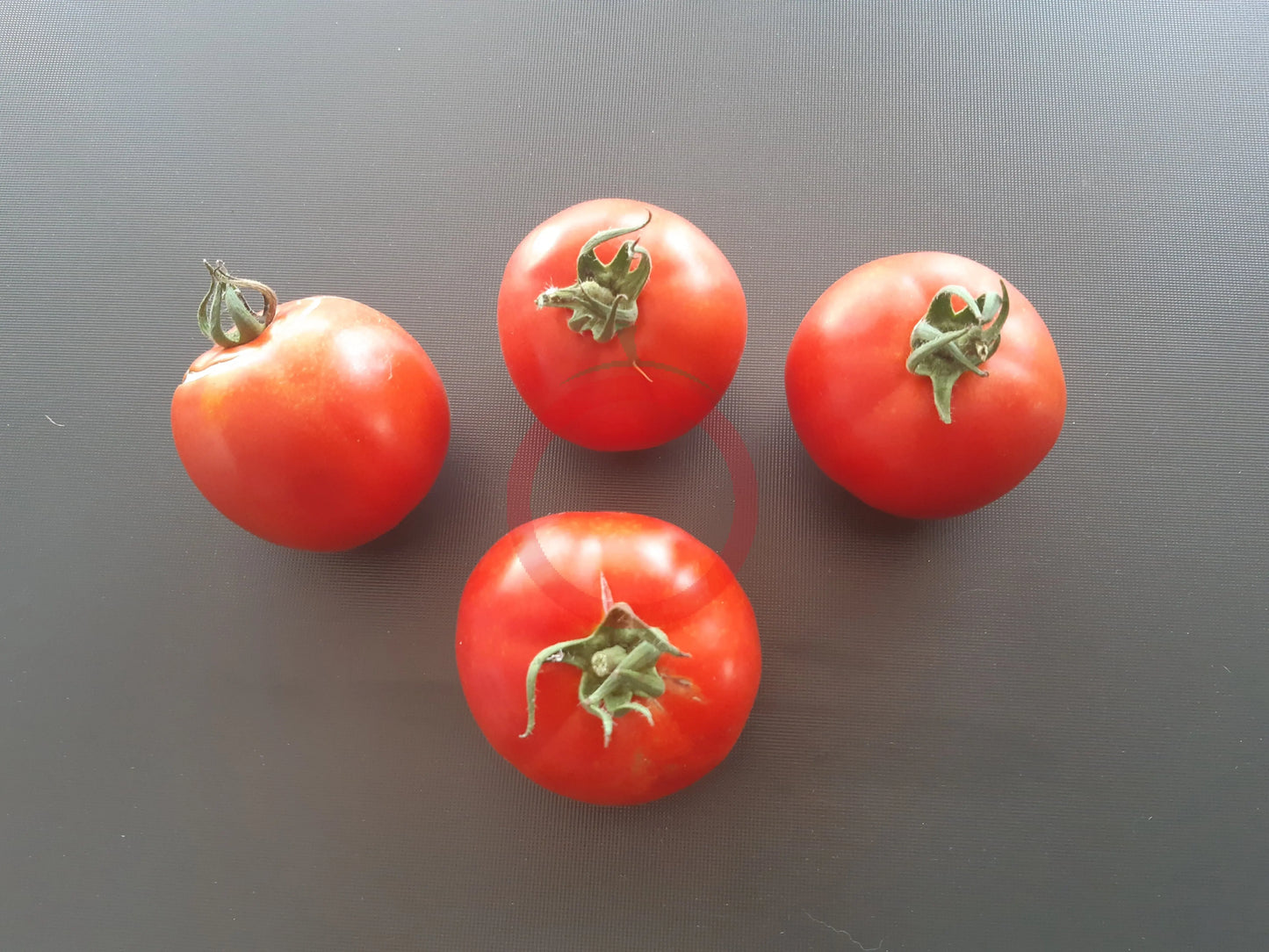 Apfel aus Novi Sad DER TOMATENFLÜSTERER