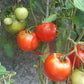 Apfel aus Novi Sad DER TOMATENFLÜSTERER