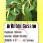 Aribibi Gusano DER TOMATENFLÜSTERER