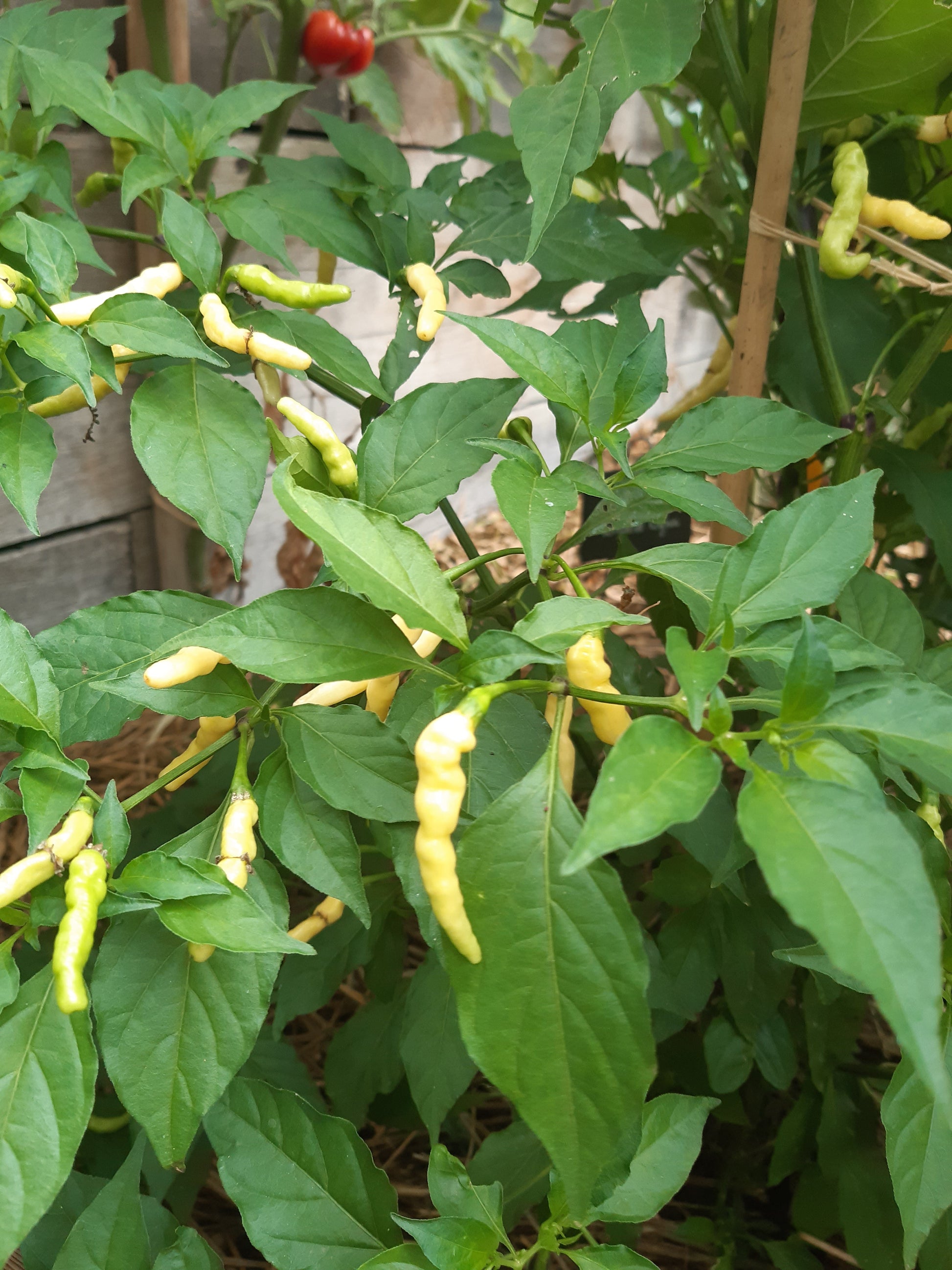 Aribibi Gusano DER TOMATENFLÜSTERER