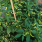 Aribibi Gusano DER TOMATENFLÜSTERER