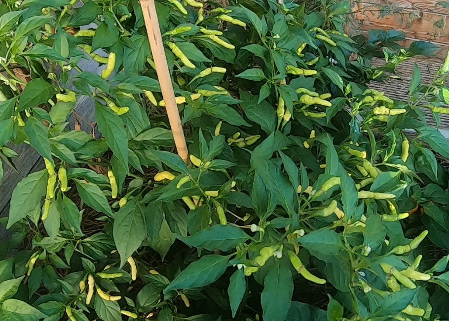 Aribibi Gusano DER TOMATENFLÜSTERER