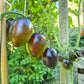 Atomic Fusion DER TOMATENFLÜSTERER