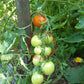Auriga DER TOMATENFLÜSTERER