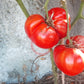 Aussie DER TOMATENFLÜSTERER