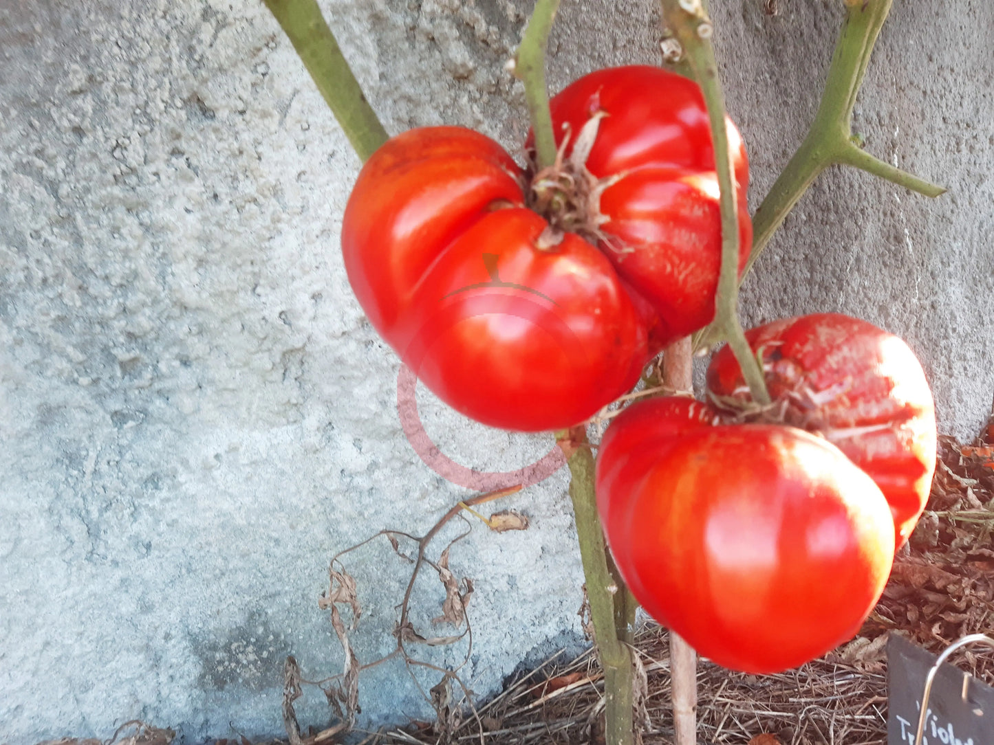 Aussie DER TOMATENFLÜSTERER