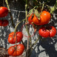 Aussie DER TOMATENFLÜSTERER