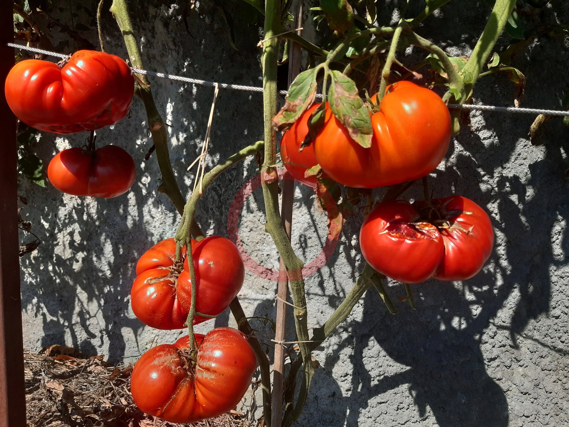 Aussie DER TOMATENFLÜSTERER