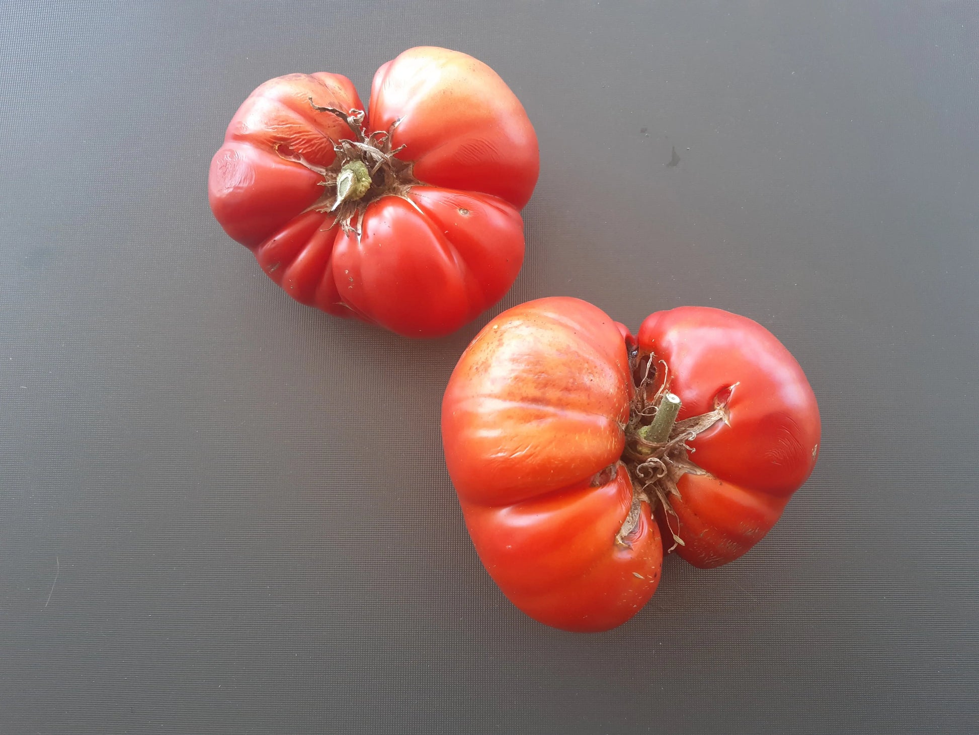 Aussie DER TOMATENFLÜSTERER