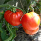 Aussie DER TOMATENFLÜSTERER