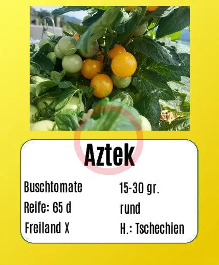 Aztek DER TOMATENFLÜSTERER