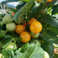 Aztek DER TOMATENFLÜSTERER