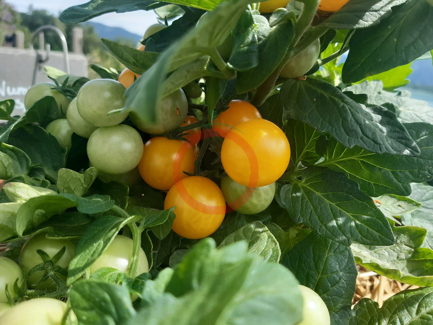 Aztek DER TOMATENFLÜSTERER