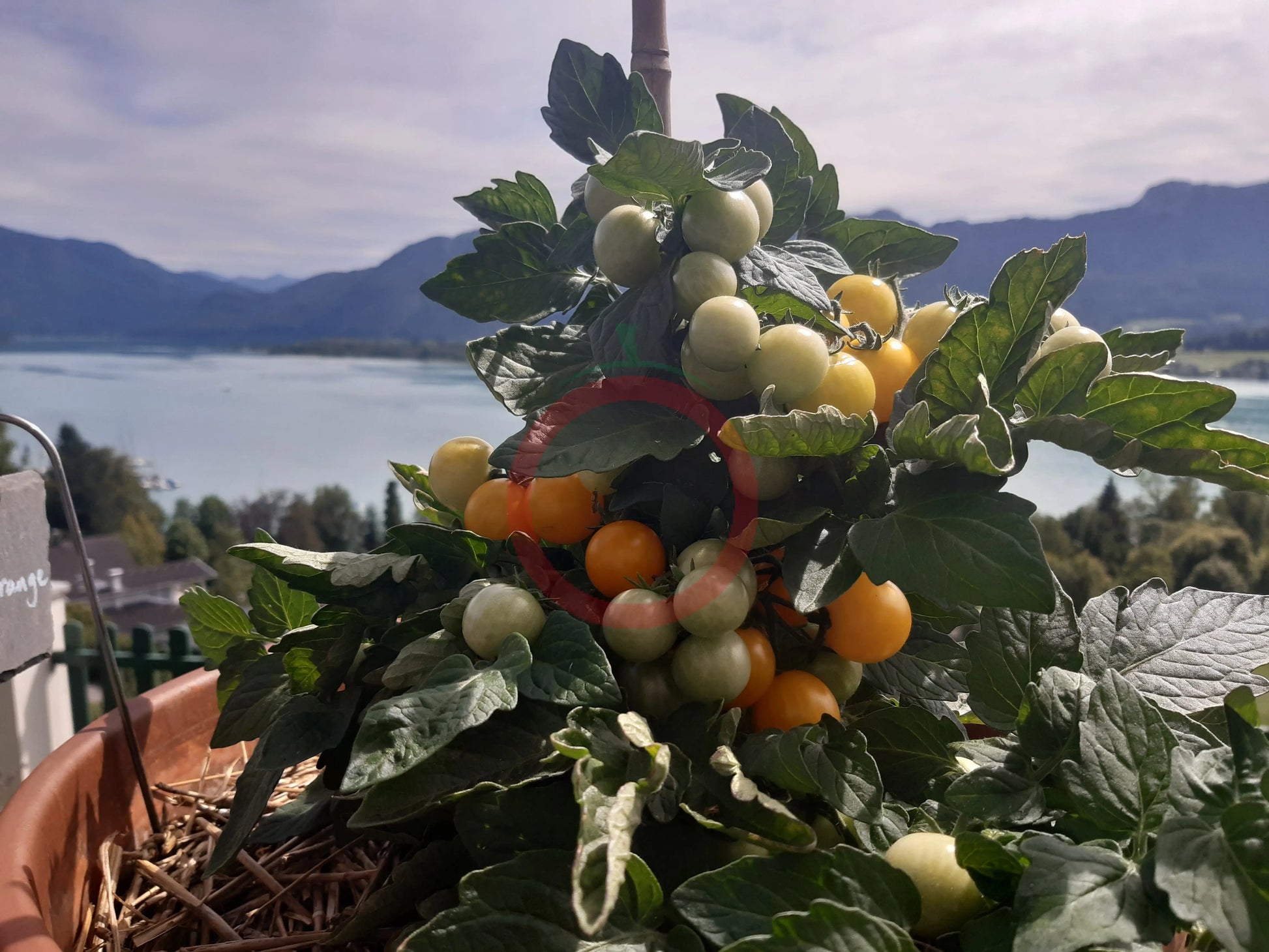 Aztek DER TOMATENFLÜSTERER