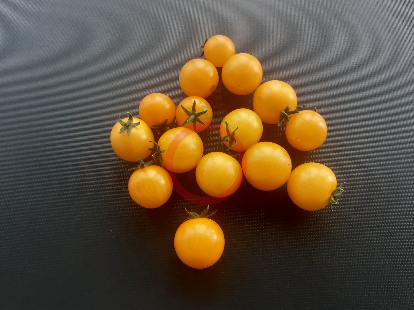 Aztek DER TOMATENFLÜSTERER