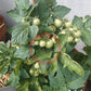 Aztek DER TOMATENFLÜSTERER