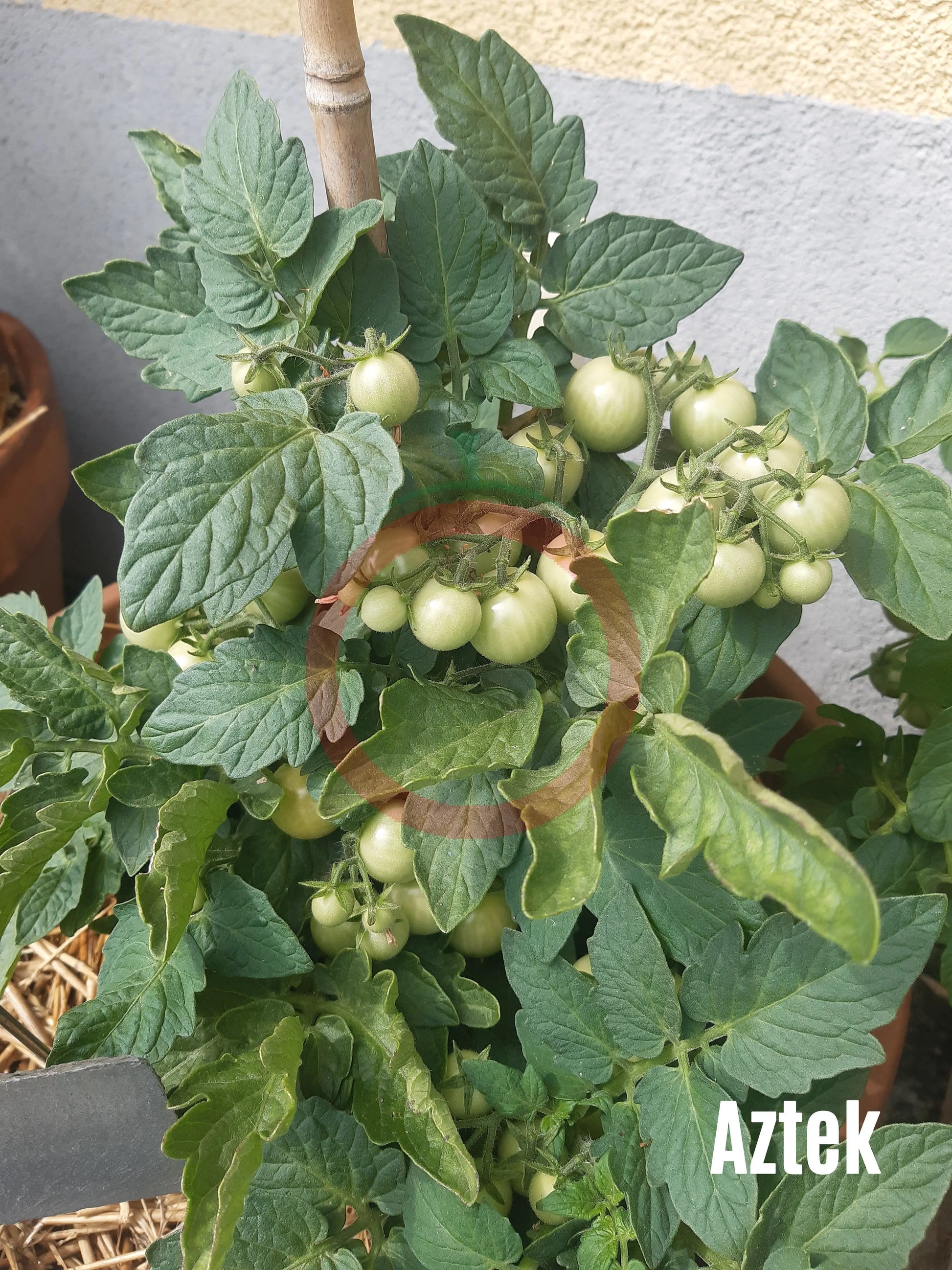 Aztek DER TOMATENFLÜSTERER