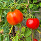 Bačka - Kamennyi Tsvetok DER TOMATENFLÜSTERER