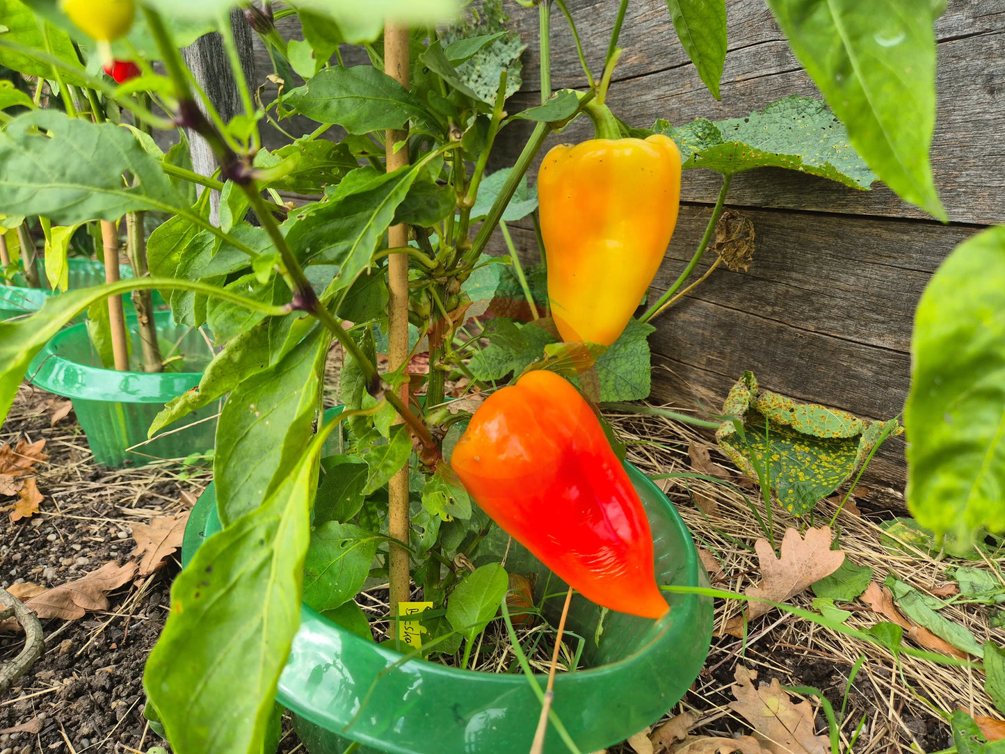 Bácskai Fehér DER TOMATENFLÜSTERER