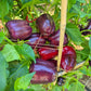 Bagira DER TOMATENFLÜSTERER