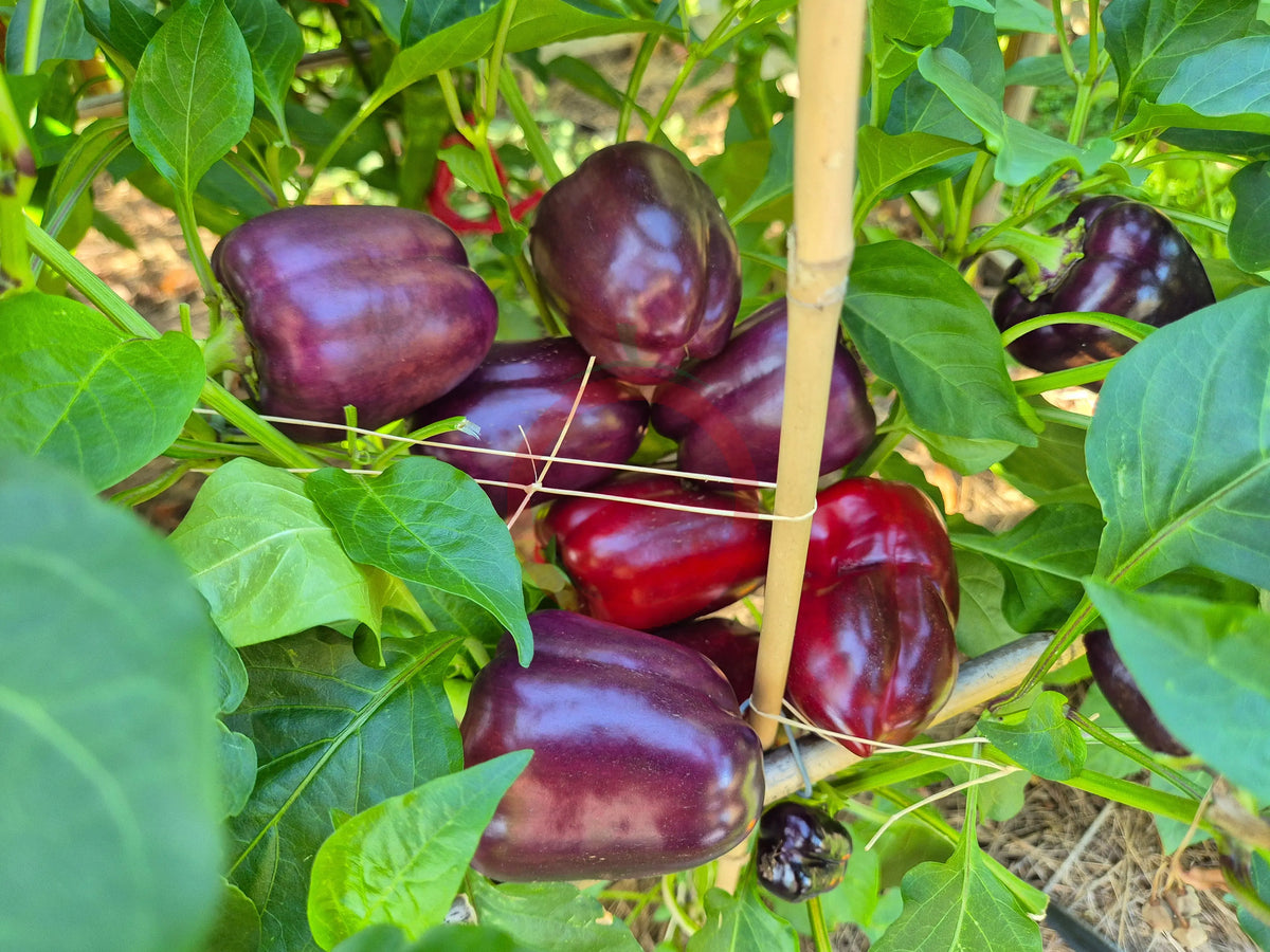 Bagira DER TOMATENFLÜSTERER
