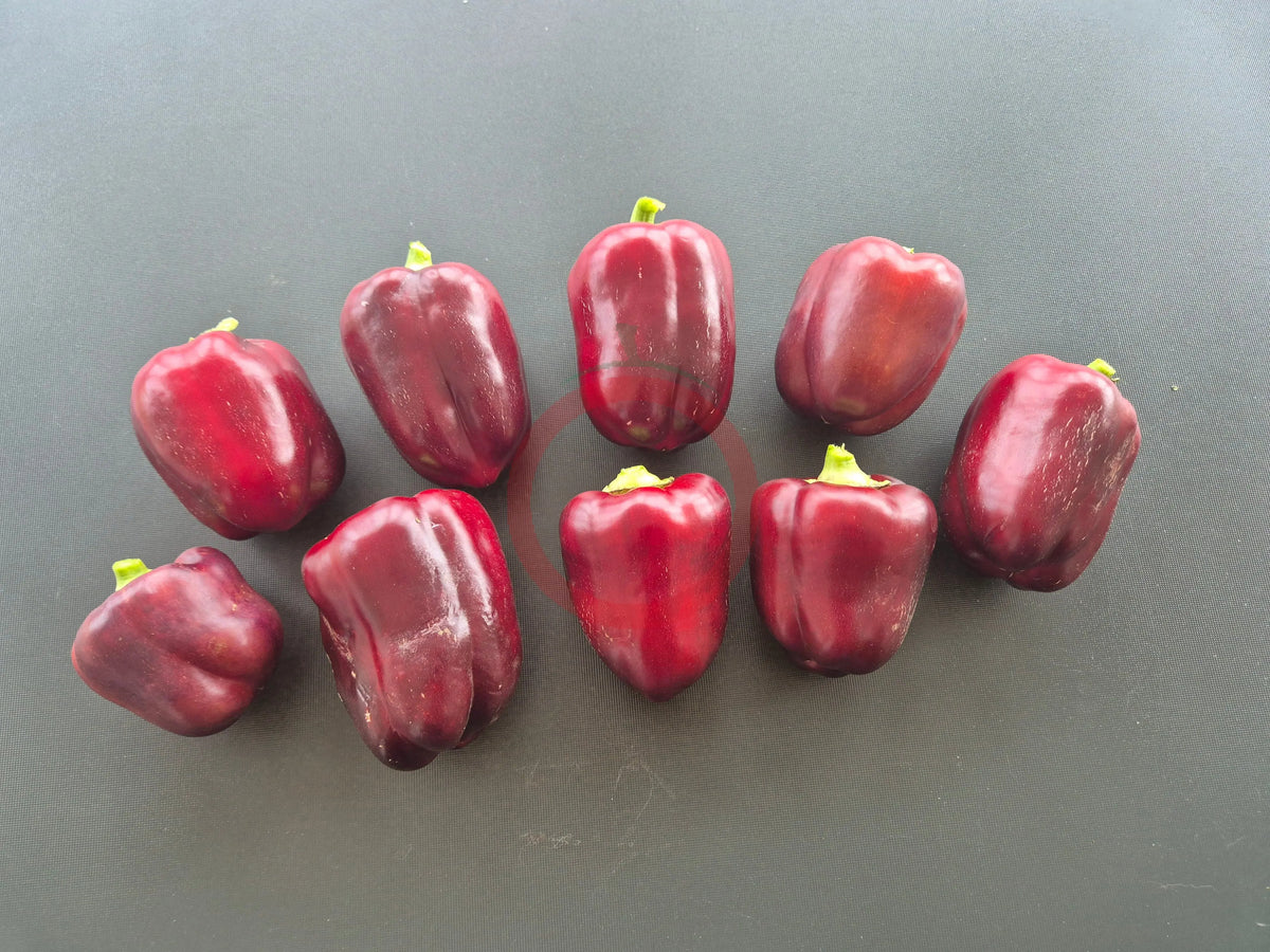 Bagira DER TOMATENFLÜSTERER