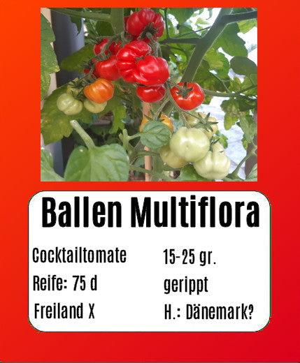 Ballen multiflora DER TOMATENFLÜSTERER