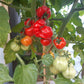 Ballen multiflora DER TOMATENFLÜSTERER