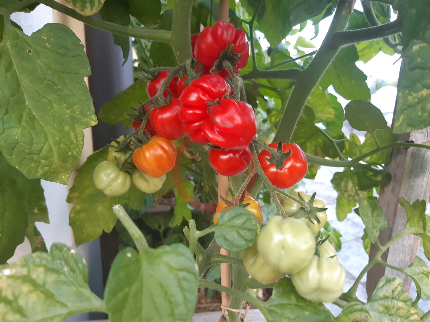 Ballen multiflora DER TOMATENFLÜSTERER