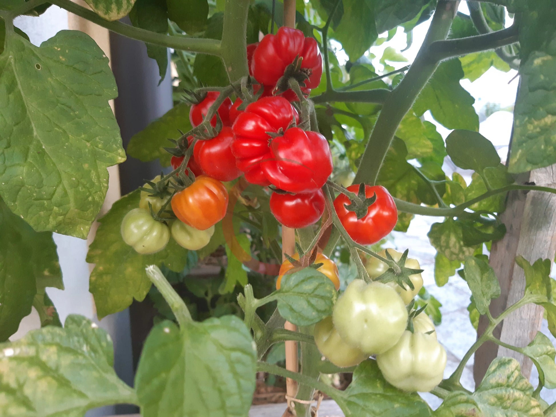 Ballen multiflora DER TOMATENFLÜSTERER