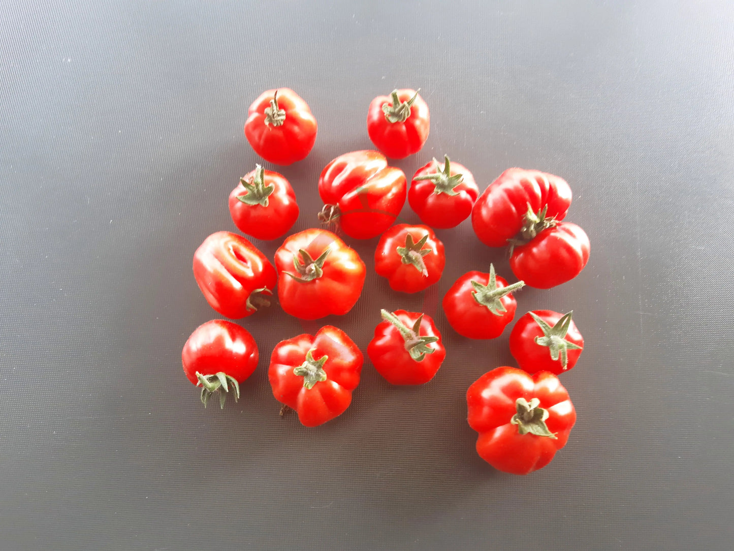 Ballen multiflora DER TOMATENFLÜSTERER